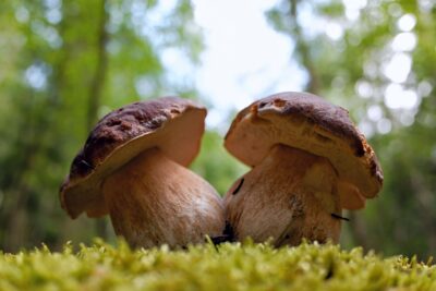 Cèpes : le grand retour de septembre 2026 — où les trouver, quelles règles, comment les cuisiner